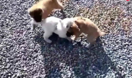 狗打架视频,一场热血沸腾的街头争霸战