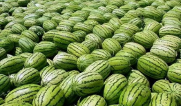 最新吃瓜爆料都有谁吃过,盘点那些曾“尝鲜”的明星大腕